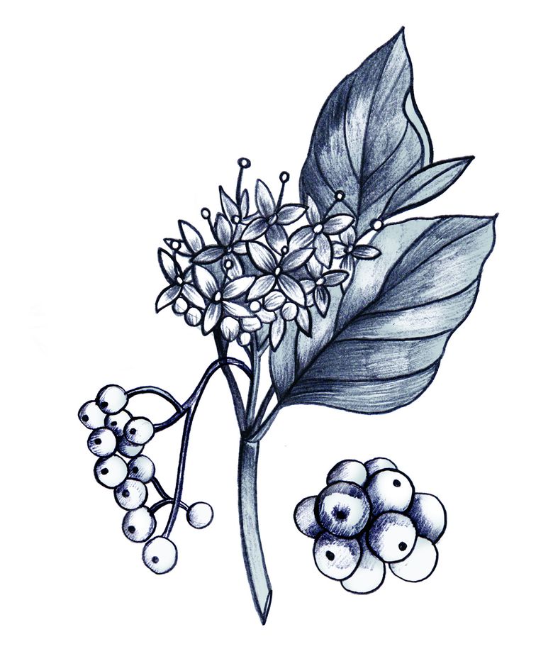 Odoo • Text und Bild